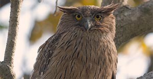 birds list in jim corbett national park-2024
