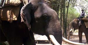 jim corbett elephant safari opening and closing dates in 2022