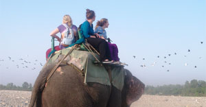 elephant safari revised and updated rate for kids and adults-2022