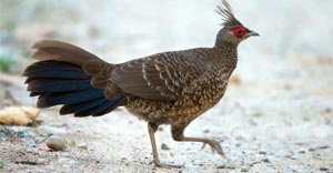 bird tour in jim corbett national park-2024