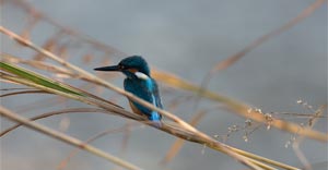 bird photo tour in jim corbett national park-2024